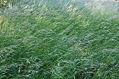 微软Xbox忽视韩语本地化引争议 韩国玩家集体表达不满